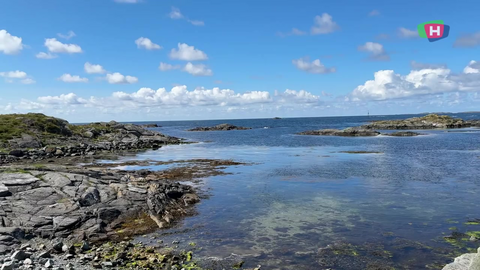 (+) Nå er sauene på plass ved Åkrasanden